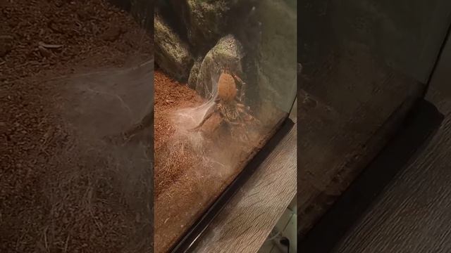 Выставка пауков и не только!!!??️ смотреть онлайн