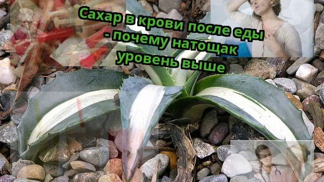 Сахар в крови после еды - почему натощак уровень выше смотреть онлайн