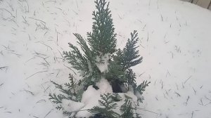 Кипарисовик Лавсона. Прекрасный серебристый вид!