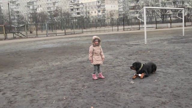 Ротвейлер в 2 года смотреть онлайн