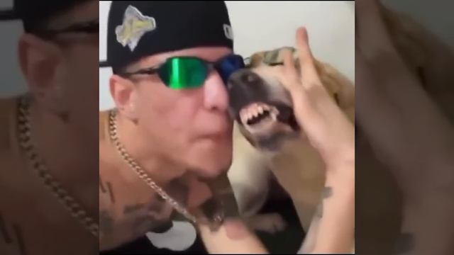 битбоксер с псом