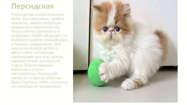 Самые спокойные породы кошек