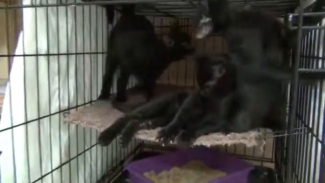 Марья, Арья и Шамрай смотреть онлайн