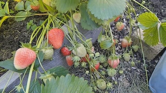 ЗЕМЛЯНИКА САДОВАЯ БОРЕМСЯ С СЕРОЙ ГНИЛЬЮ смотреть онлайн