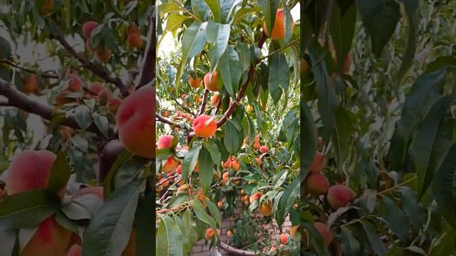 Персик "Флеминг Фьюри ПФ Лаки 13". смотреть онлайн