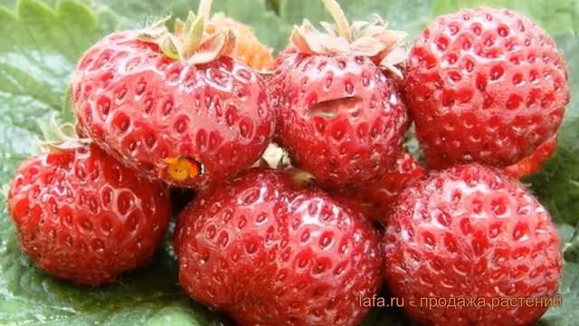 Земляника садовая Мизе Шиндлер ? обзор: как сажать, рассада земляники Мизе Шиндлер смотреть онлайн