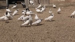 Бакинские голуби Бабаева Этибара в Баку!