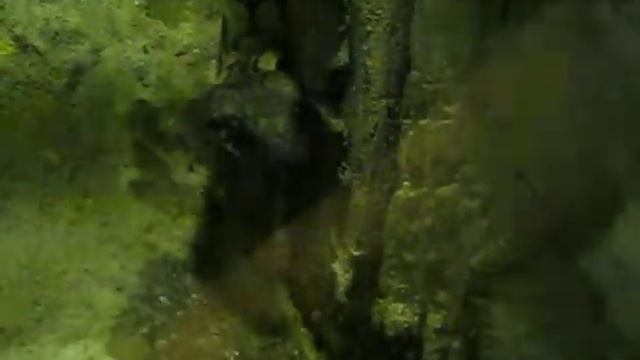 Змея. Замедленная. Snake. Slow motion. смотреть онлайн