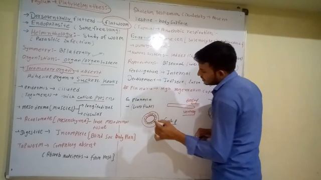 PHYLUM - PLATYHELMINTHES | ANIMAL KINGDOM| 11TH CLASS смотреть онлайн