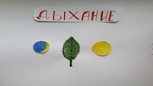 Процесс дыхания (перекладная анимация)
