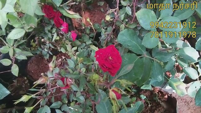 ஜர்பாரா மற்றும் ரோஜா செடிகளின் வரவுகள்....... смотреть онлайн