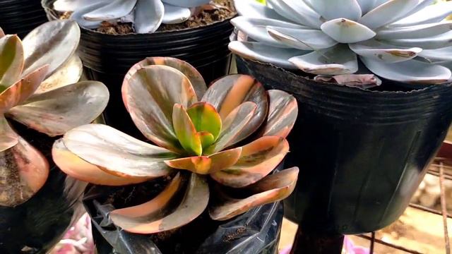GIANT SUCCULENTS ON DISPLAY AT THE PANAGBENGASCAPES BAGUIO + Baguio Flower Festival 2023 Giveaway смотреть онлайн