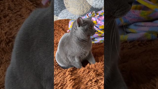 Напугался пылесоса, трясется🫣🫣🫣🙀🙀🙀 смотреть онлайн