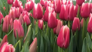 Выгонка тюльпанов. Сорт Poseidon (Сорт Посейдон)