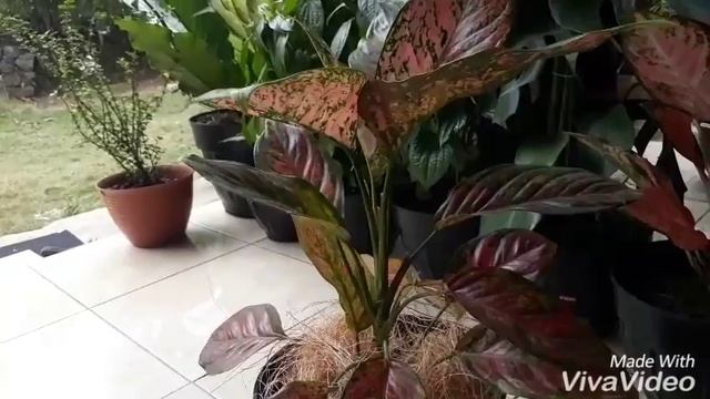 Aglaonema Venus ?