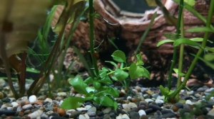 Какую воду заливать в аквариум