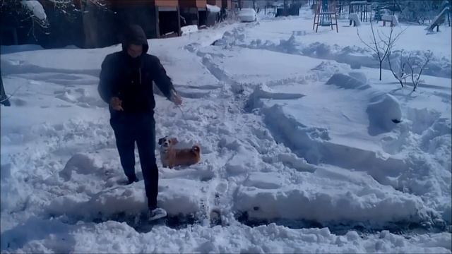 Вот веселье!!! 31 марта выпало много снега и ему очень рада наша собачка!!!))) смотреть онлайн
