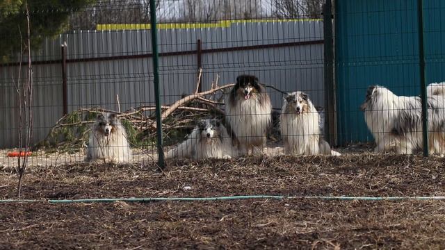 2020 spring смотреть онлайн