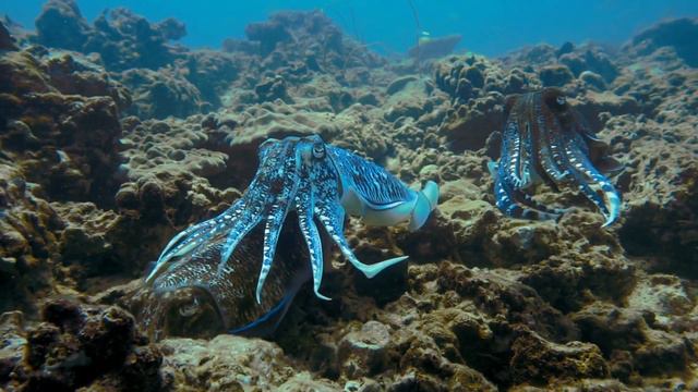 Ocean Animals | Sea Life | Beautiful Sea Animal Collection смотреть онлайн