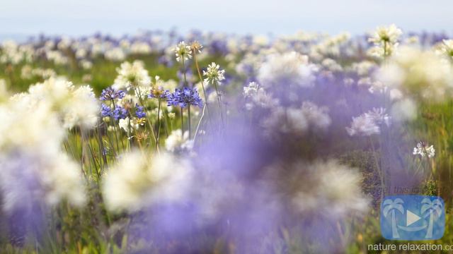[4K Nature + Music] Heaven In A Wildflower by Darshan Ambient A Nature Relaxation Video смотреть онлайн