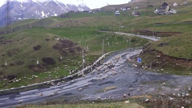 Стадо баранов в Гудаури смотреть онлайн