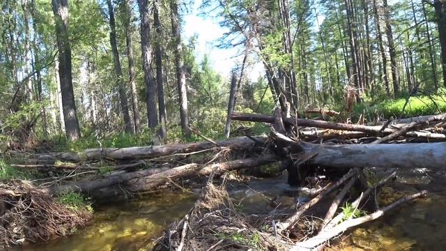 ВОДЫ НЕТ, ЛОВИМ ПРЯМО В ЛУЖЕ, ХАРИУС смотреть онлайн