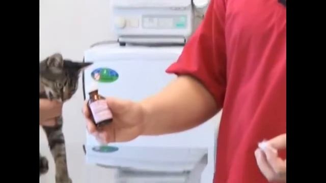 Уход за домашними животными смотреть онлайн