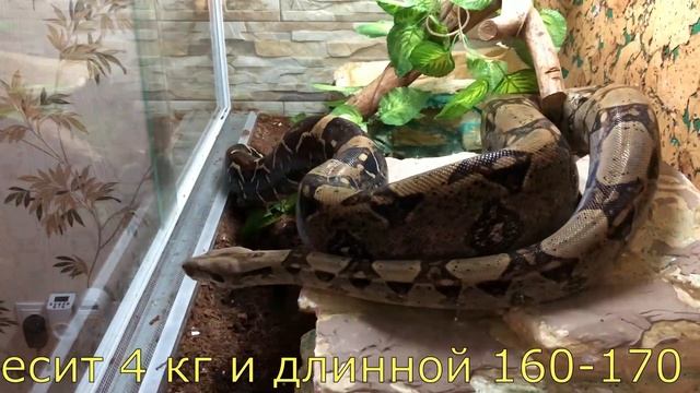 Императорский удав дома. смотреть онлайн