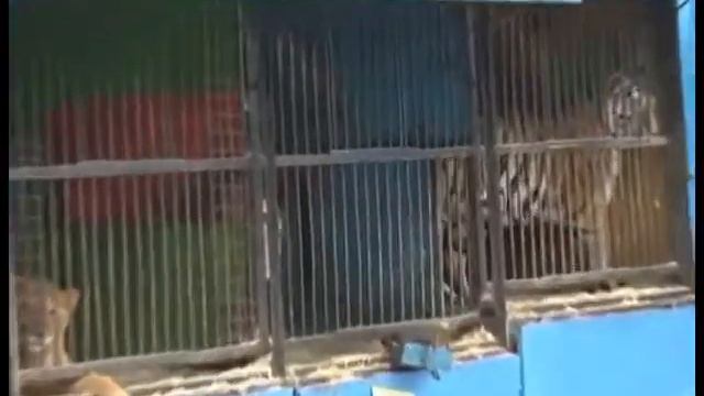 К диким животным в Ульяновске относятся по-дикому смотреть онлайн
