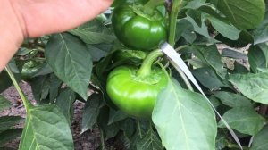 Сорт сладкого перца «Леся красная»