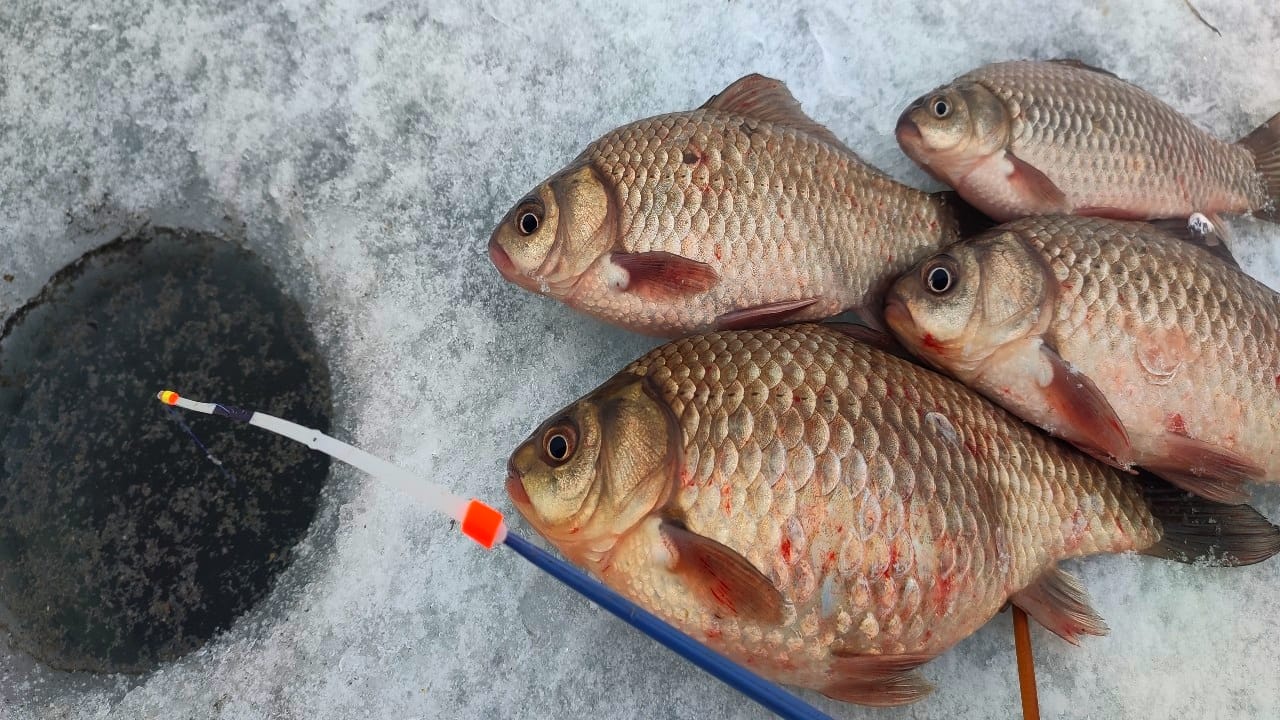 ПЕРВЫЙ ВЕСЕННИЙ КАРАСЬ!!! Рыбалка на карася в марте 2024 смотреть онлайн