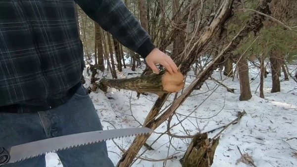 Silky Bigboy Outback Edition!