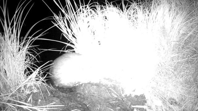 Бобер. Ночная инспекция плотины. смотреть онлайн