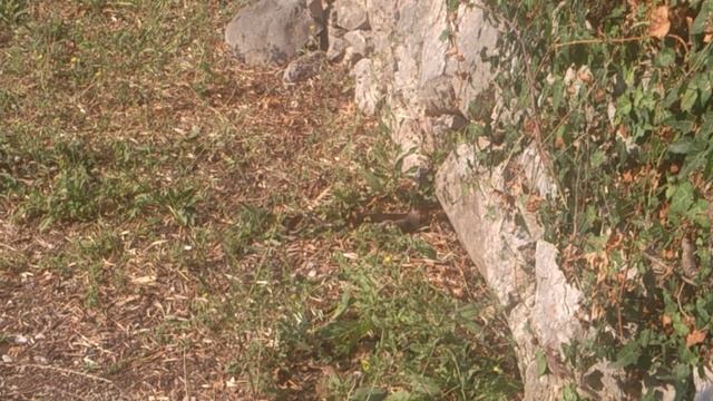 Змея охотится на крысу смотреть онлайн