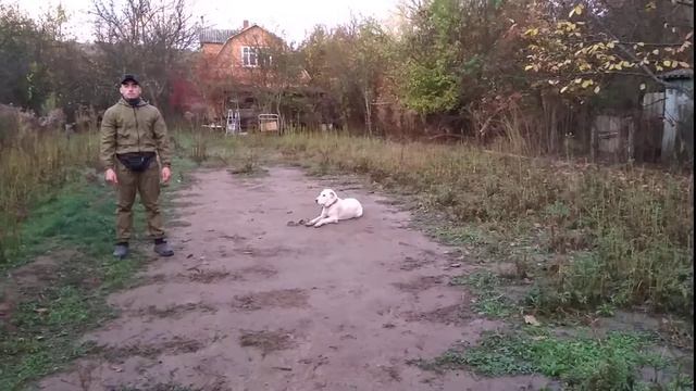 САО 8мес Урсулина дрессировка Никита! смотреть онлайн