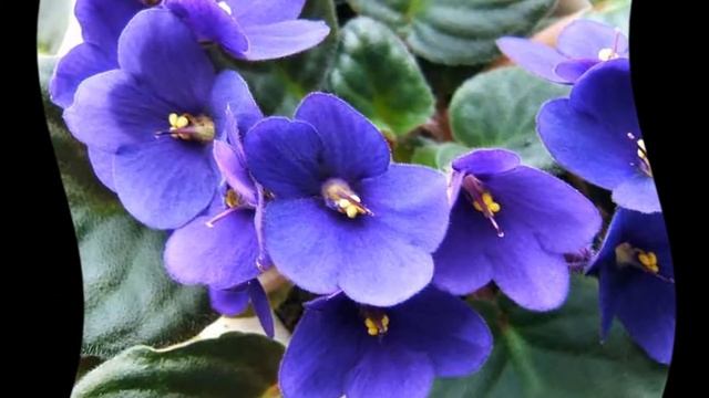 Как рассадить фиалку смотреть онлайн