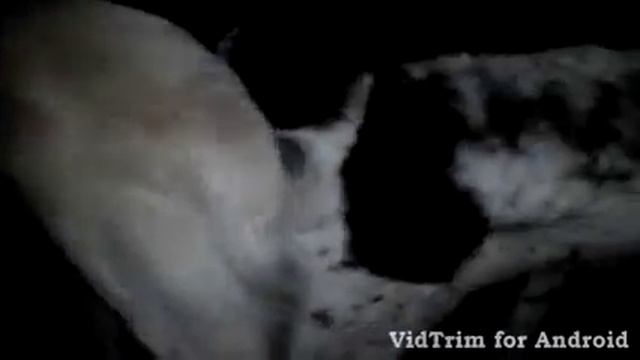 Бергуд(Туркм)&Кара Менгли смотреть онлайн