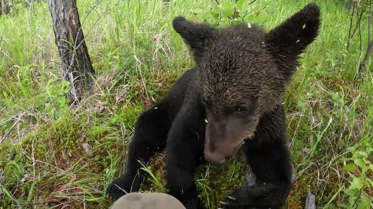 Сидим с Буржуем ждём медведей. смотреть онлайн
