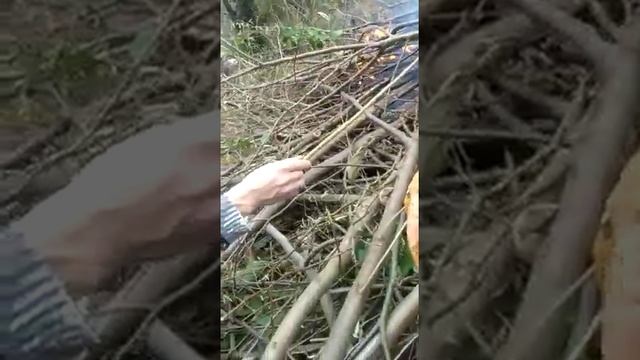 Черноморский угорь на костре смотреть онлайн