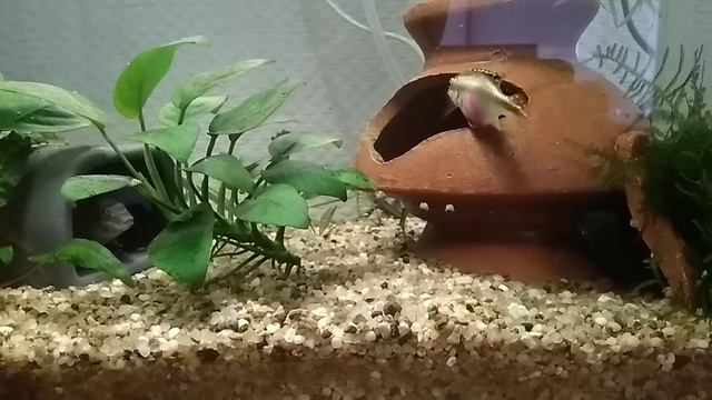 Гурами. Гурами, очередной нерест.Мальки гурами.