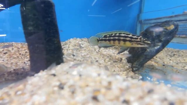 Юлидохромис марлиера(Julidochromis Marlieri).