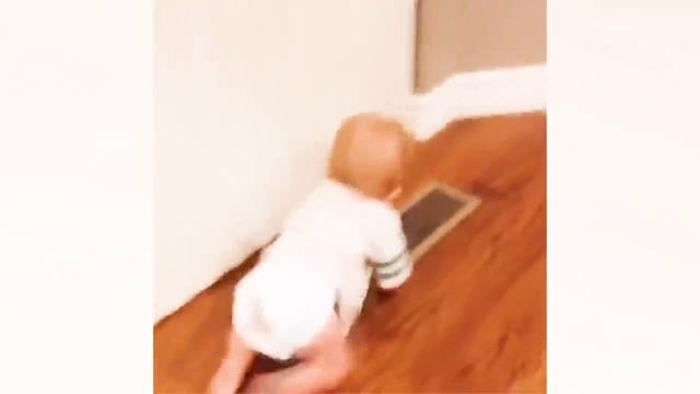 Смешные видео с детьми #130.mp4 смотреть онлайн