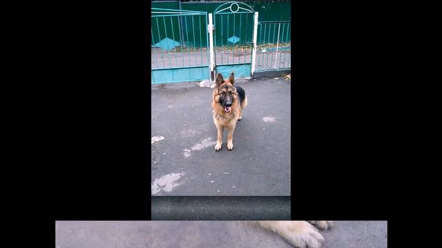 Любите своих питомцев. Немецкая овчарка смотреть онлайн