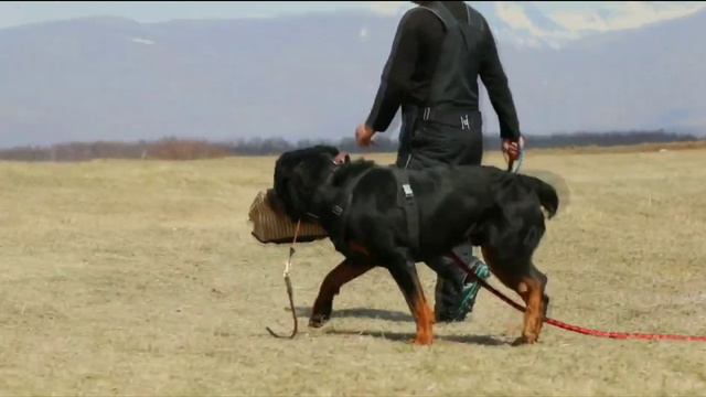 Oksi Dod Maximus. Фигурант Борис Никонов. Камчатка, май -2019 смотреть онлайн