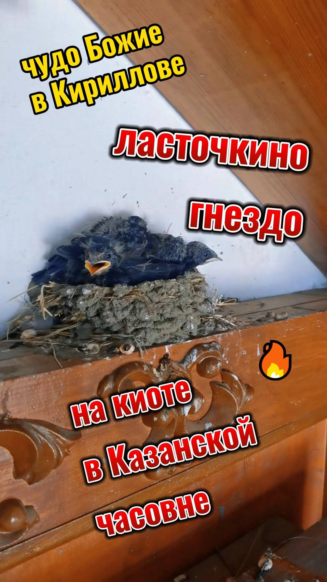 ЧУДО БОЖИЕ, ласточкино гнездо на киоте в Казанской часовне г. Кириллова, 2024. смотреть онлайн