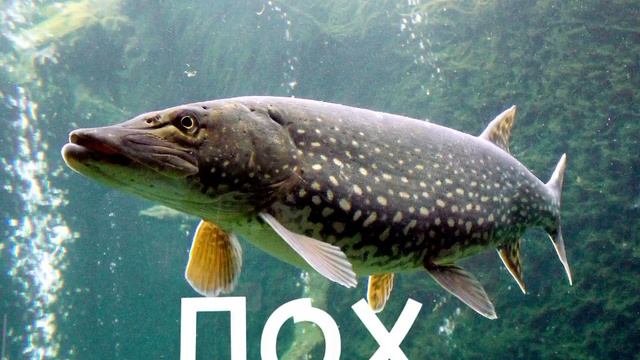 Щука говорит "ПОХ" мем смотреть онлайн