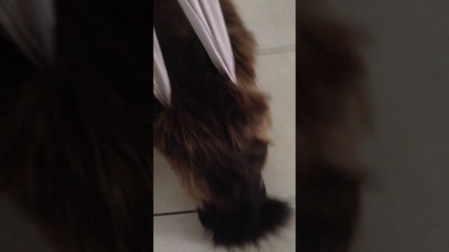 восстановление кошки с переломом позвоночника часть 1 смотреть онлайн
