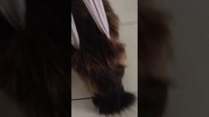 восстановление кошки с переломом позвоночника часть 1