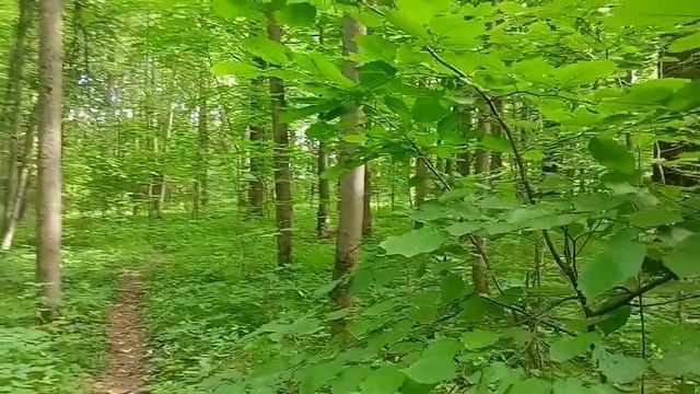 [日本語] БОНУС . ИЕРОГЛИФЫ: учить или можно обойтись и без них? 漢字は覚えなくてもいいですか。［ボーナス］ [ЛЕС] Часть 4.