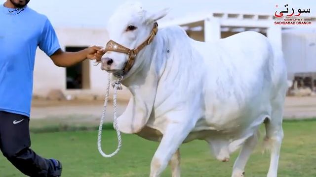 BILLI | CAT | GHENI | GHENI BILLI | KIDS COLLECTION | #skmediapartner смотреть онлайн